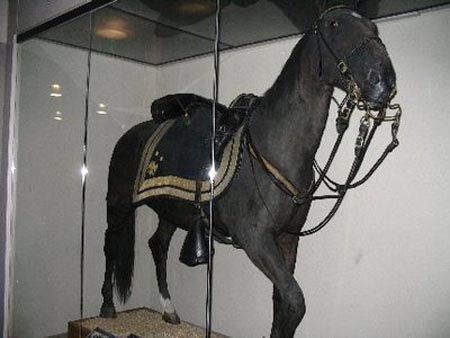 Civil War General Philip Sheridan's taxidermied horse.