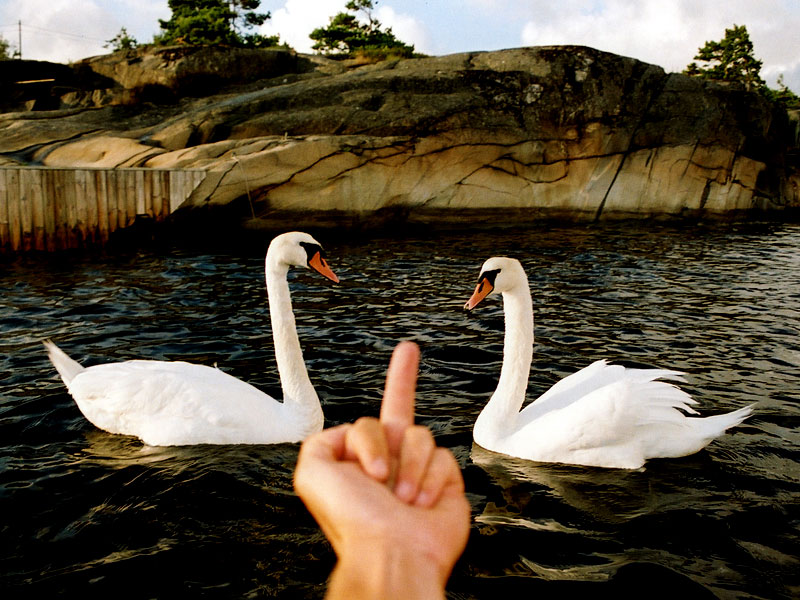 Swans More Evil Than You Could Ever Have Imagined ...
