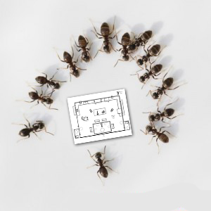 Ants-300x300