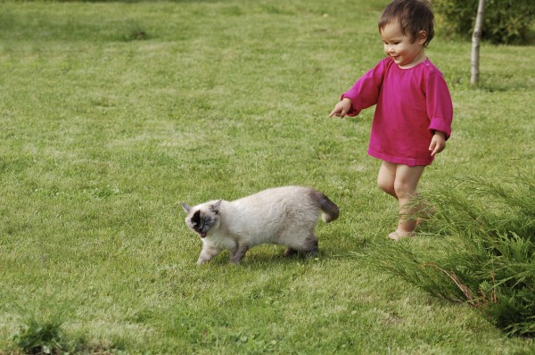 cat toddler