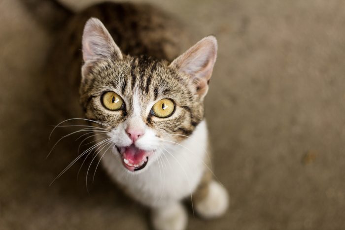 “I Will Never Love You” Cat Meows In Direction Of Owner – Waterford ...